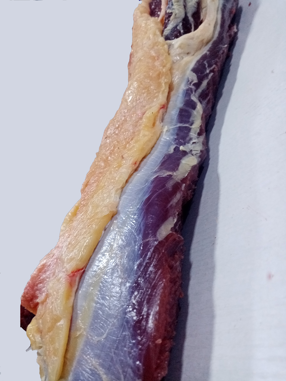 同城保供专享达生源新鲜牛通脊